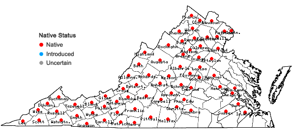 Locations ofAsplenium rhizophyllum L. in Virginia