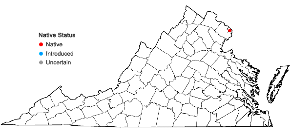 Locations ofAsplenium ×virginicum Maxon in Virginia