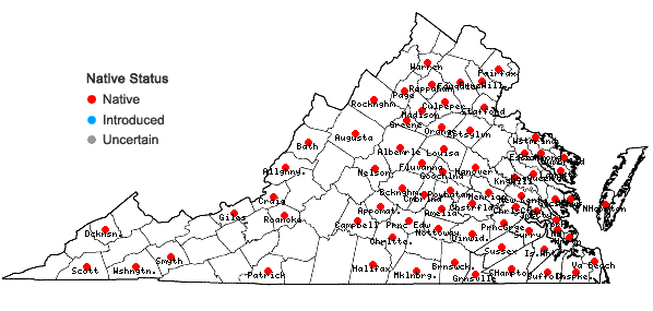 Locations ofAtrichum angustatum (Brid.) Bruch & Schimp. in Virginia