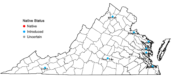 Locations ofAtriplex patula L. in Virginia