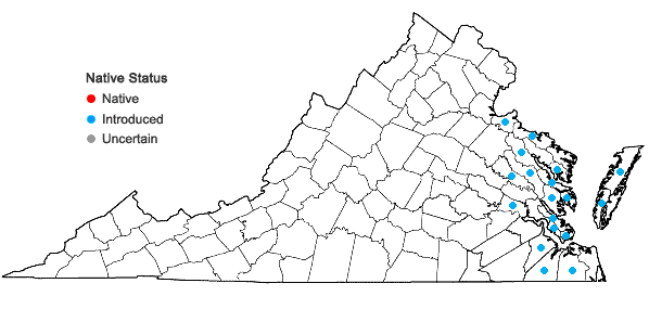Locations ofAtriplex prostrata Boucher ex DC. in Virginia