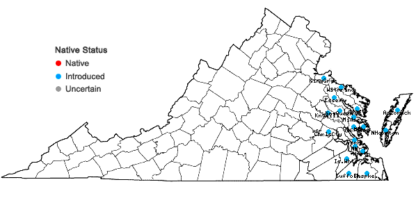 Locations ofAtriplex prostrata Boucher ex DC. in Virginia