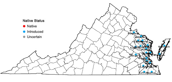 Locations ofAtriplex prostrata Boucher ex DC. in Virginia