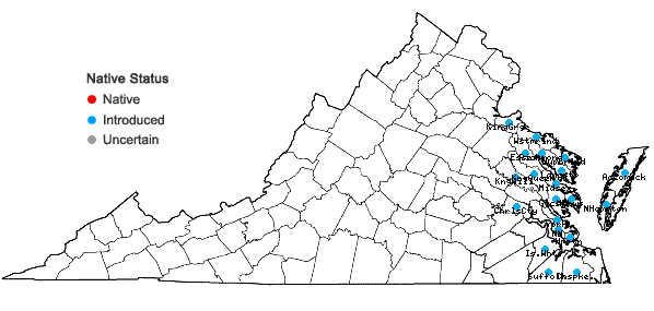 Locations ofAtriplex prostrata Boucher ex DC. in Virginia