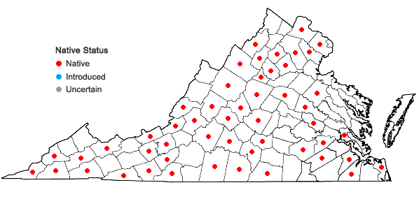 Locations ofAureolaria flava (L.) Farwell in Virginia