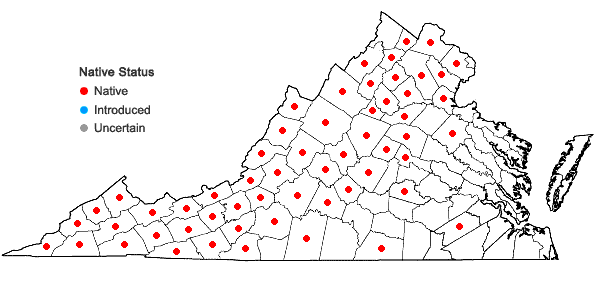 Locations ofAureolaria levigata (Raf.) Raf. in Virginia