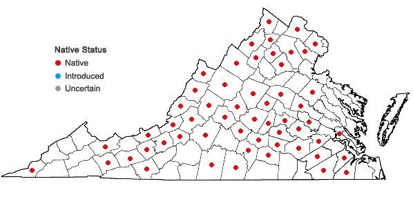 Locations ofAureolaria pedicularia (L.) Raf. in Virginia