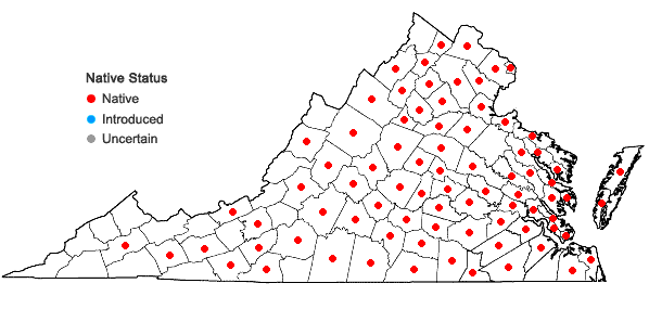 Locations ofAureolaria virginica (L.) Pennell in Virginia