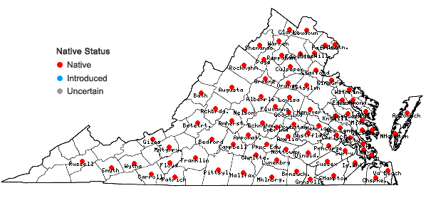 Locations ofAureolaria virginica (L.) Pennell in Virginia
