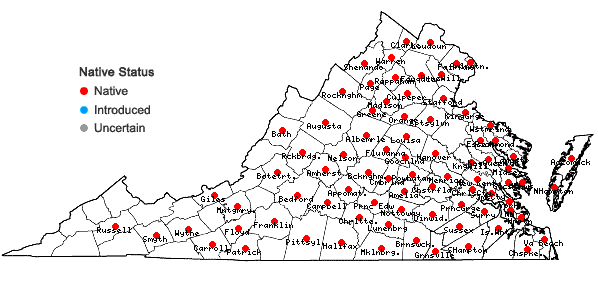 Locations ofAureolaria virginica (L.) Pennell in Virginia