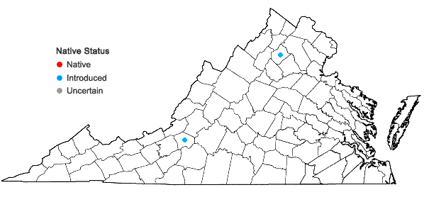 Locations ofAurinia saxatilis (L.) Desv. ssp. saxatilis in Virginia