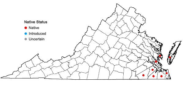 Locations ofAxonopus furcatus (Fluegge) A.S. Hitchc. in Virginia