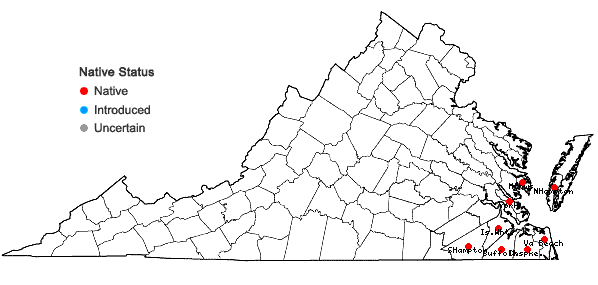 Locations ofAxonopus furcatus (Fluegge) A.S. Hitchc. in Virginia