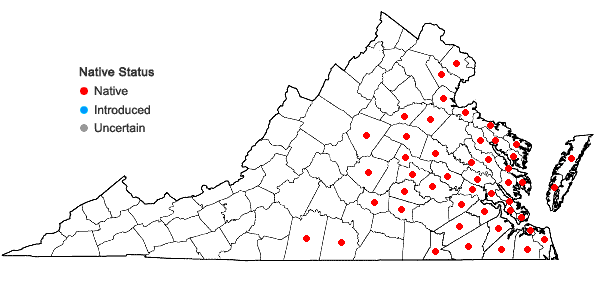 Locations ofBaccharis halimifolia L. in Virginia