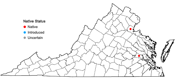 Locations ofBacopa rotundifolia (Michx.) Wettst. in Virginia