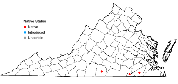 Locations ofBaptisia cinerea (Raf.) Fern. & Schub. in Virginia