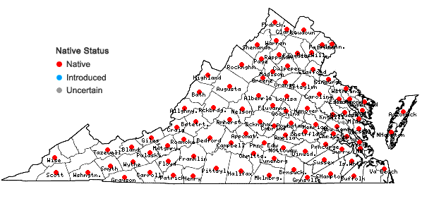 Locations ofBaptisia tinctoria (L.) R. Br. ex Ait. f. in Virginia