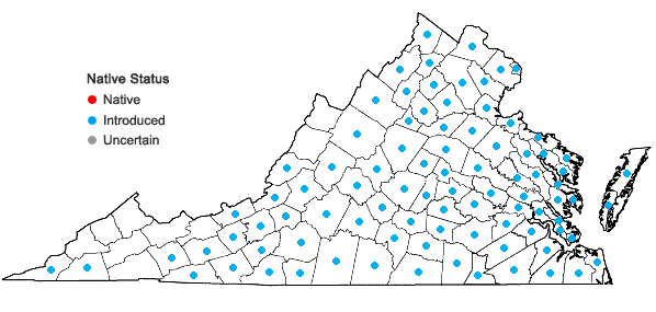 Locations ofBarbarea verna (Miller) Ascherson in Virginia