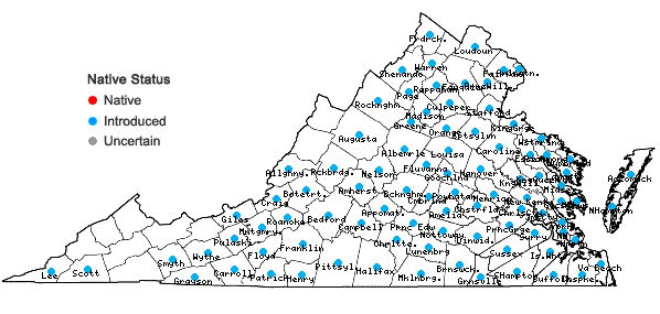 Locations ofBarbarea verna (Miller) Ascherson in Virginia