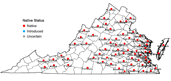 Locations ofBartonia virginica (L.) BSP in Virginia