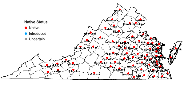 Locations ofBartonia virginica (L.) BSP in Virginia