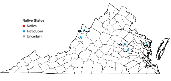 Locations ofBellis perennis L. in Virginia