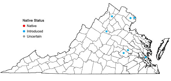 Locations ofBerberis julianae Schneider in Virginia