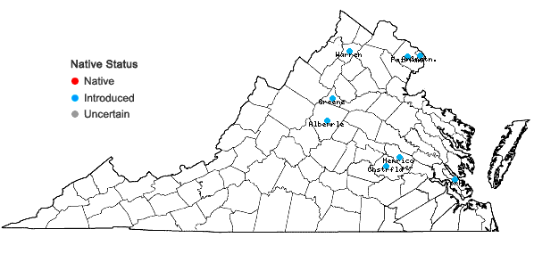 Locations ofBerberis julianae Schneider in Virginia