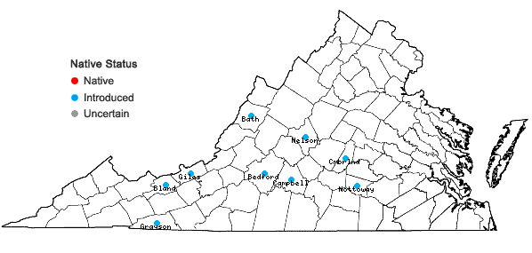 Locations ofBerteroa incana (Linnaeus) A. P. DeCandolle in Virginia