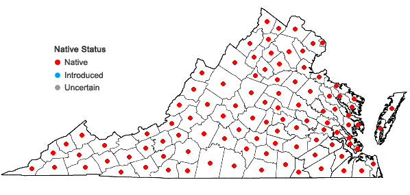 Locations ofBidens bipinnata L. in Virginia