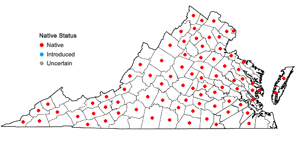 Locations ofBidens comosa (Gray) Wiegand + Bidens connata Muhl. ex Willd. in Virginia
