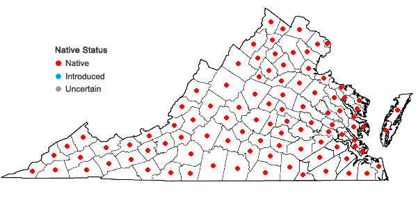 Locations ofBoehmeria cylindrica (L.) Sw. in Virginia