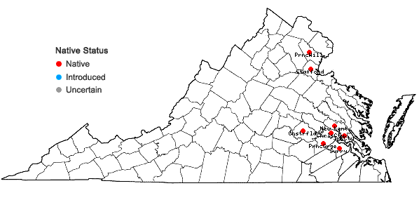 Locations ofBolboschoenus novae-angliae (Britton) S.G. Smith in Virginia