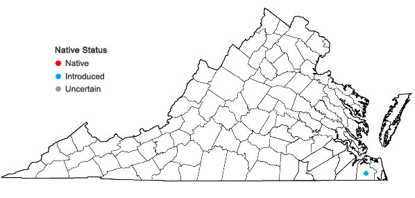 Locations ofBoltonia asteroides (L.) L'Her. var. latisquama (Gray) Cronquist in Virginia