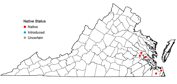 Locations ofBoltonia asteroides (L.) L'Her. var. glastifolia (Hill) Fern. in Virginia