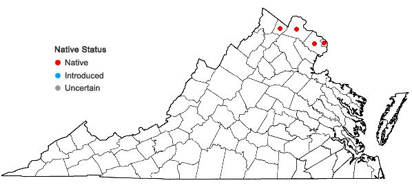 Locations ofBorodinia dentata (Raf.) P.J. Alexander & Windham in Virginia