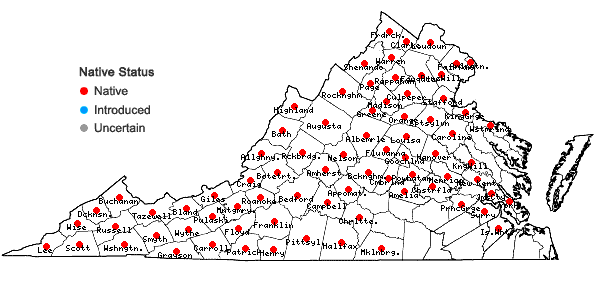 Locations ofBorodinia laevigata (Muhl. ex Willd.) P.J. Alexander & Windham in Virginia