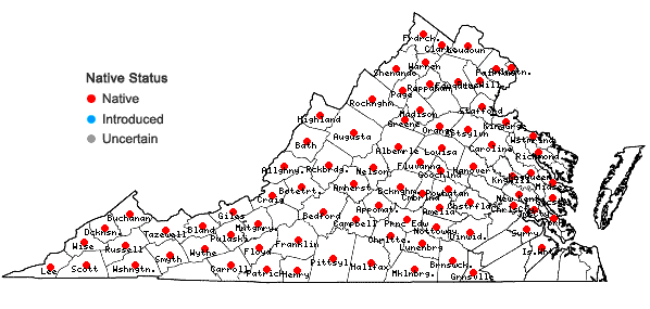 Locations ofBrachyelytrum erectum (Schreb. ex Spreng.) Beauv. in Virginia