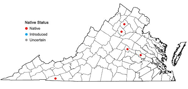Locations ofBrachytheciastrum velutinum (Hedw.) Ignatov & Huttunen var. velutinum in Virginia