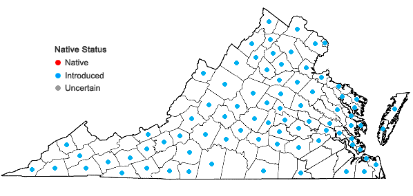 Locations ofBrassica rapa Linnaeus in Virginia