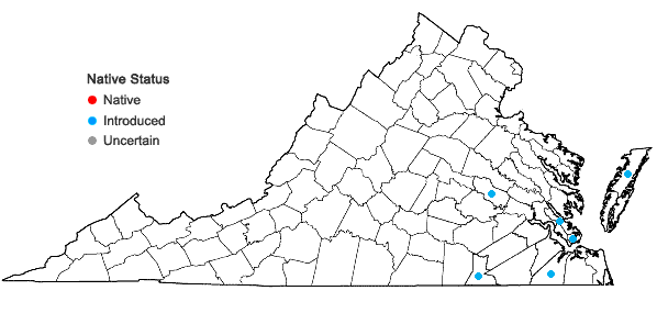 Locations ofBriza minor L. in Virginia