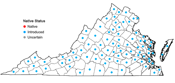 Locations ofBromus racemosus L. in Virginia