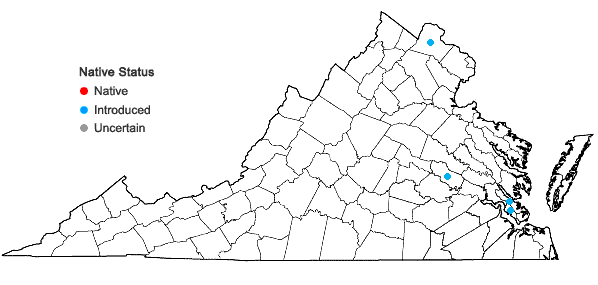 Locations ofBromus rigidus Roth in Virginia