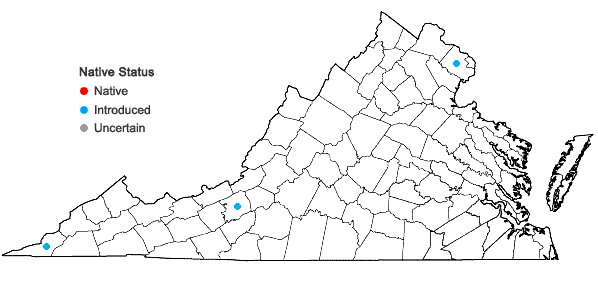 Locations ofBromus scoparius L. in Virginia