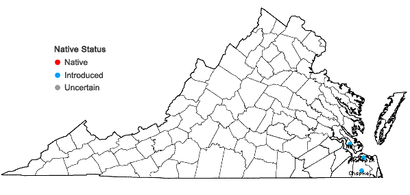 Locations ofBrunnichia ovata (Walt.) Shinners in Virginia