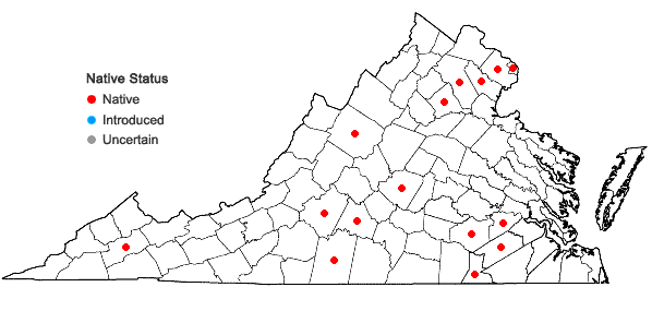 Locations ofBuchnera americana L. in Virginia