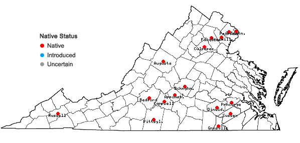 Locations ofBuchnera americana L. in Virginia