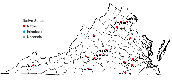 Locations ofBuchnera americana L. in Virginia