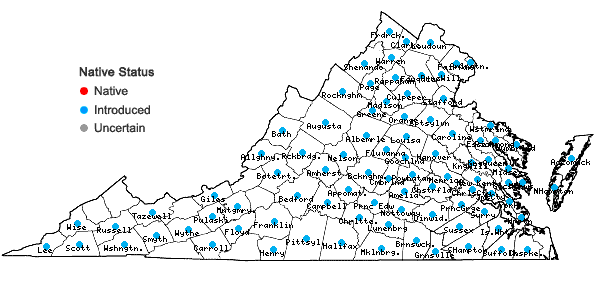 Locations ofBuglossoides arvensis (L.) I.M. Johnston ssp. arvensis in Virginia