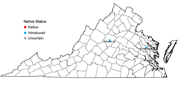 Locations ofBulbostylis barbata (Rottb.) C.B. Clarke in Virginia